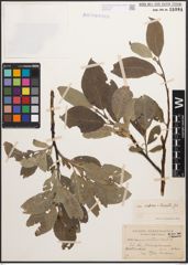 Foto von Salix caprea L. x Salix lanata L.